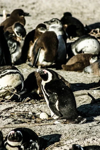 Africké pinguins na bolders pláži v Jižní Africe — Stock fotografie