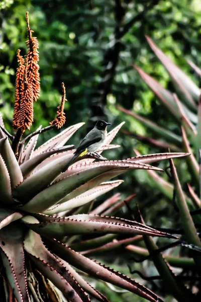 Aves tropicales sentadas sobre una planta verde — Foto de Stock
