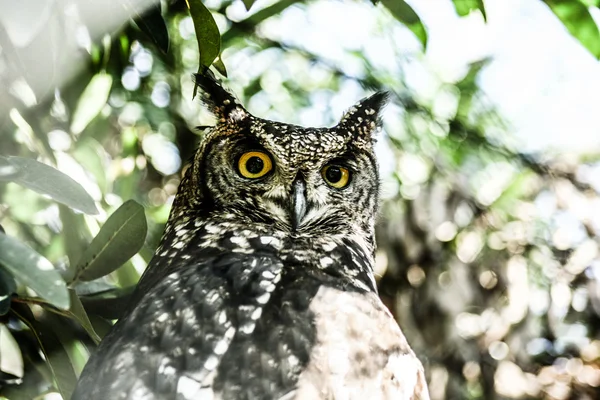 Búho águila en fondo natural —  Fotos de Stock