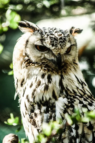 Eagle Owl in natural background — Stock Photo, Image