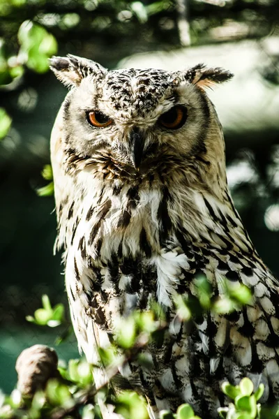 Eagle Owl in natural background — Stock Photo, Image