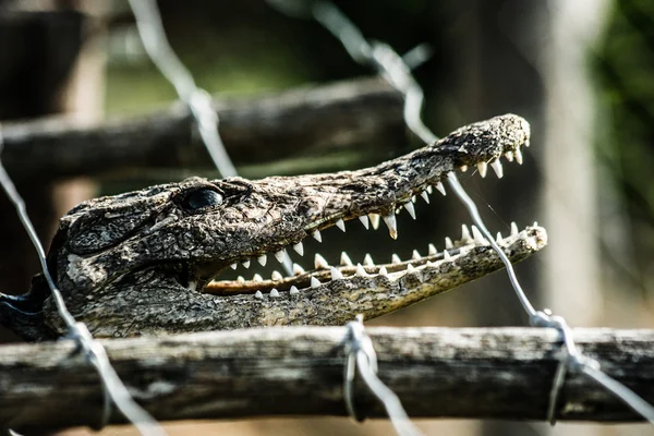 Närbild av en vuxen hane caiman — Stockfoto