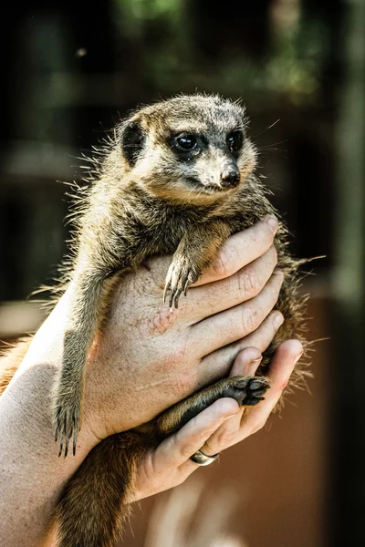 A portrait of a cute african suricate — Stock Photo, Image
