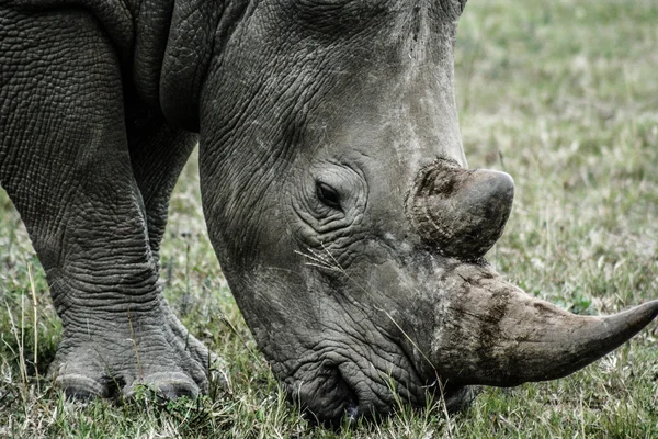 Czarny nosorożec chodzenie na słone równiny etosha — Zdjęcie stockowe