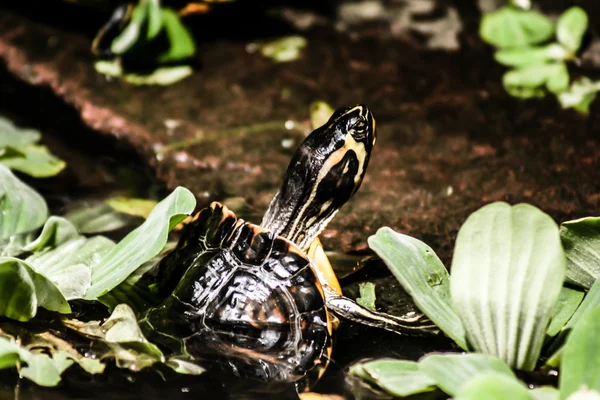 Schildkröte sitzt auf Stein — Stockfoto