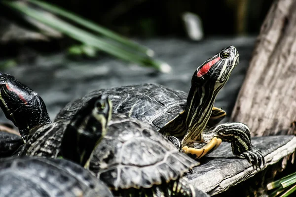 Schildpad zittend op steen — Stockfoto