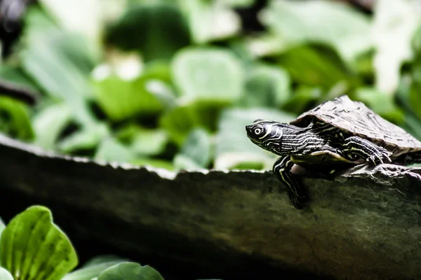 Tortoise sitting on stone — Stock Photo, Image