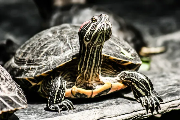 カメの石の上に座って — ストック写真