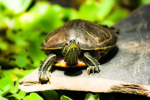 Tortoise sitting on stone — Stock Photo, Image