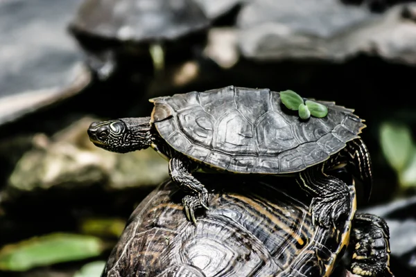 Tortoise sitting on stone — Stock Photo, Image