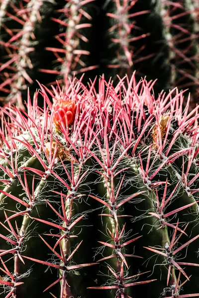 Primo piano di cactus a forma di globo con spine lunghe — Foto Stock