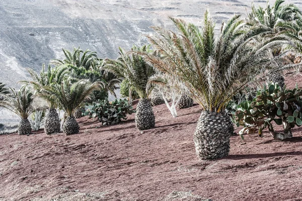 Geleneksel ev, lanzarote, Kanarya Adaları, İspanya — Stok fotoğraf