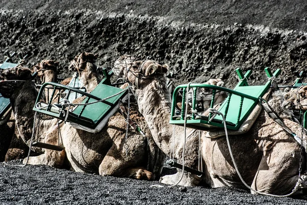 I cammelli nel parco nazionale di Timanfaya aspettano i turisti per una visita guidata — Foto Stock