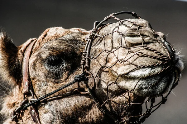 Camels at Timanfaya national park wait for tourists for a guided tour — Stock Photo, Image