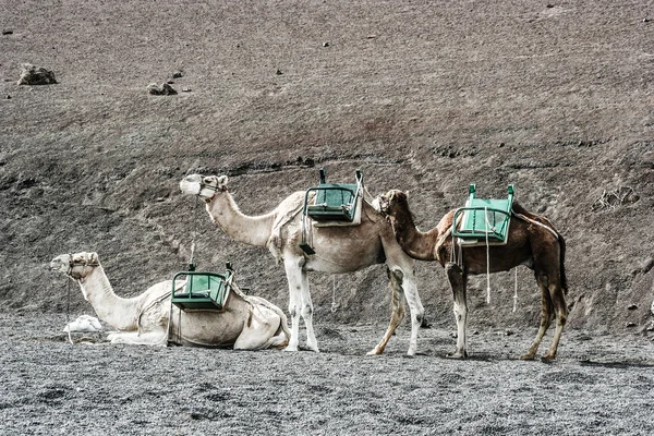 Camellos en el parque nacional de Timanfaya esperan a los turistas para una visita guiada —  Fotos de Stock