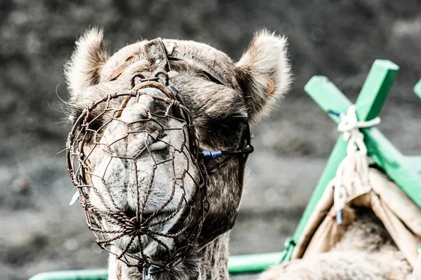 Kamelen in het Timanfaya Nationaal Park wachten op toeristen voor een rondleiding — Stockfoto