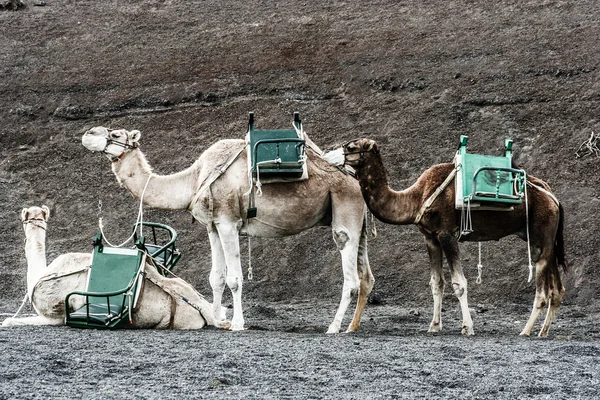 Camellos en el parque nacional de Timanfaya esperan a los turistas para una visita guiada —  Fotos de Stock