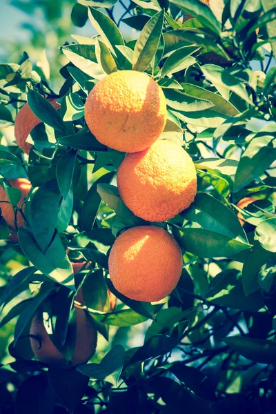 Ramo laranja frutas árvore folhas verdes em Valência Espanha — Fotografia de Stock