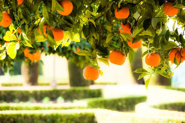 Branch oranje boom vruchten groene bladeren in valencia, Spanje — Stockfoto