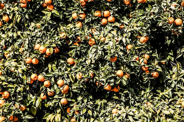 Zweig Orangenbaum Früchte grüne Blätter in Valencia Spanien — Stockfoto