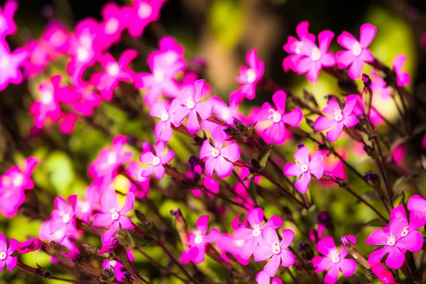 美丽抽象花卉背景与粉红色的花蕾和散焦的灯。中的粉红色和绿色边框设计 — 图库照片