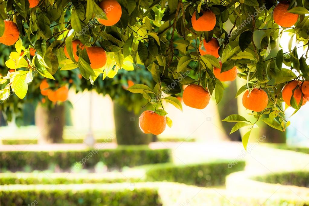 Branch orange tree fruits green leaves in Valencia Spain