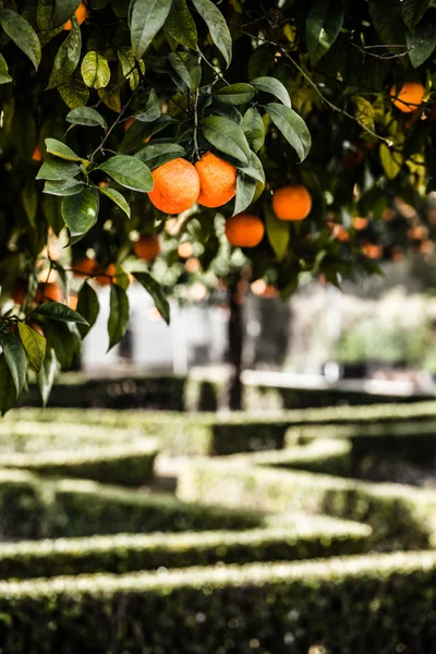 Oranje bomen met fruit op plantage — Stockfoto