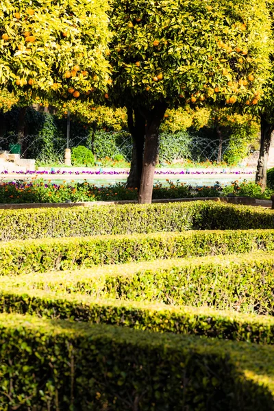 Zahrady v alcazar de los reyes cristianos v cordoba, Španělsko — Stock fotografie