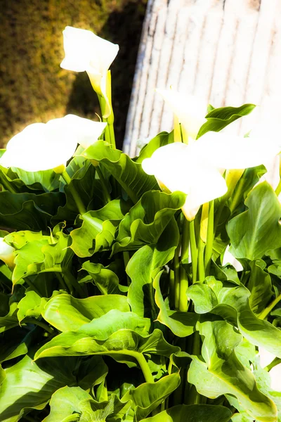 Closeup zantedeschia aethiopica nebo lily of the nile — Stock fotografie