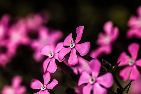 Красивих рожева квітка — стокове фото