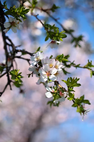 Flores de cereja rosa florescendo na primavera . — Fotografia de Stock