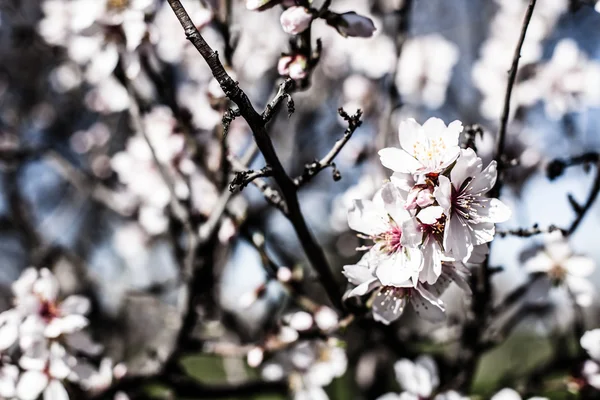 Flores de cereja rosa florescendo na primavera . — Fotografia de Stock