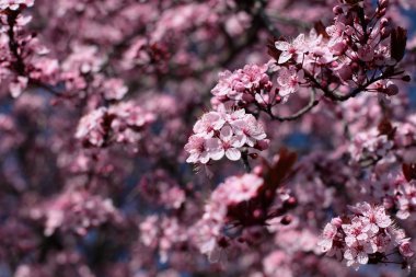 ilkbaharda çiçek açan kiraz pembe çiçekler.