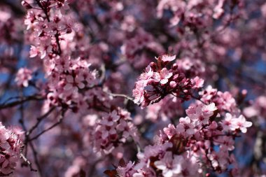 ilkbaharda çiçek açan kiraz pembe çiçekler.