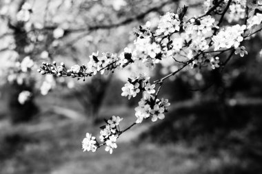 ilkbaharda çiçek açan kiraz pembe çiçekler.