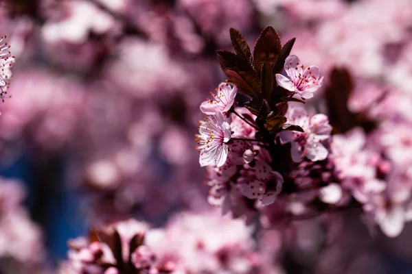 Růžové Třešňové květy kvetoucí v jarní. — Stock fotografie