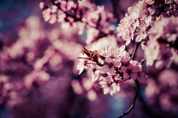 Flores de cerezo rosa floreciendo en primavera . — Foto de Stock