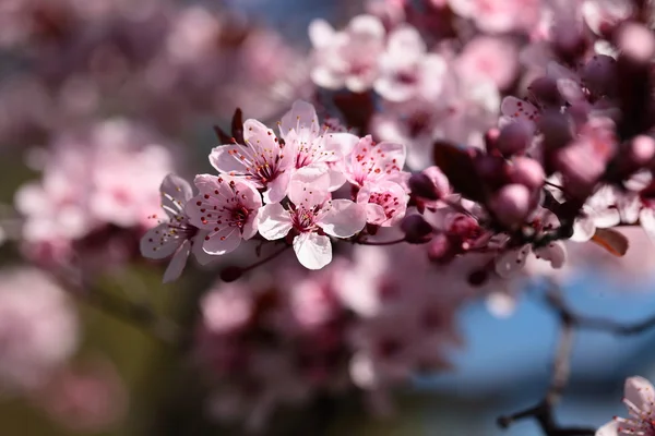 Růžové Třešňové květy kvetoucí v jarní. — Stock fotografie