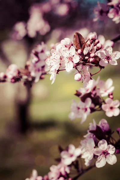 Flores de cerezo rosa floreciendo en primavera . —  Fotos de Stock