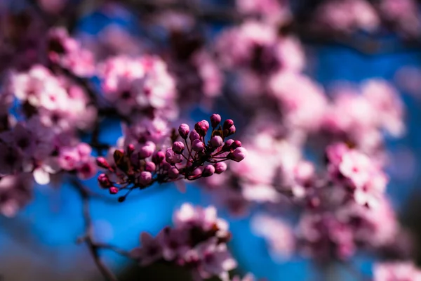 Růžové Třešňové květy kvetoucí v jarní. — Stock fotografie