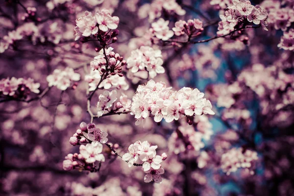 Розовые вишневые цветы цветут весной . — стоковое фото
