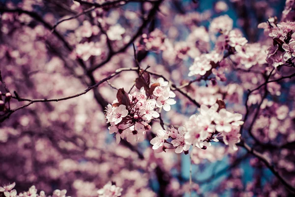 Fiori di ciliegio rosa che sbocciano in primavera . — Foto Stock