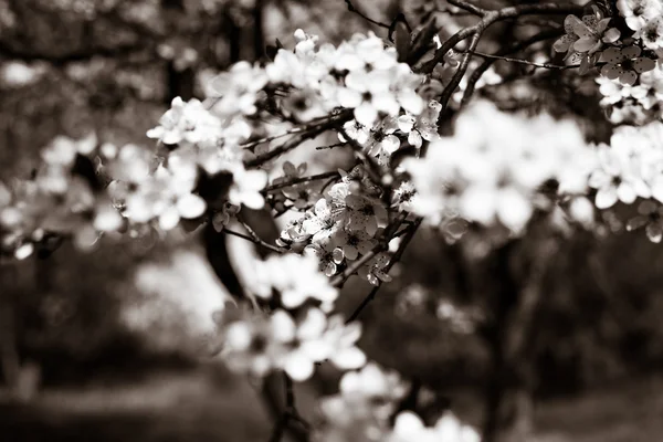 वसंत ऋतूमध्ये गुलाबी चेरी फुले फुले . — स्टॉक फोटो, इमेज