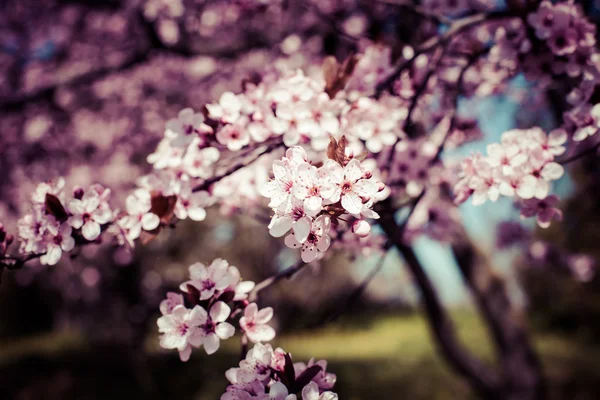 Fiori di ciliegio rosa che sbocciano in primavera . — Foto Stock