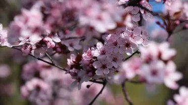 Japonya bahçesinden bir bahar gününde kiraz çiçekleri çiçek