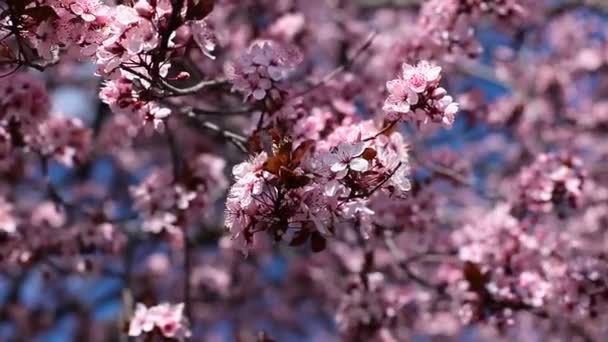 Bloemen van de kersenbloesem op een lentedag uit japan tuin — Stockvideo