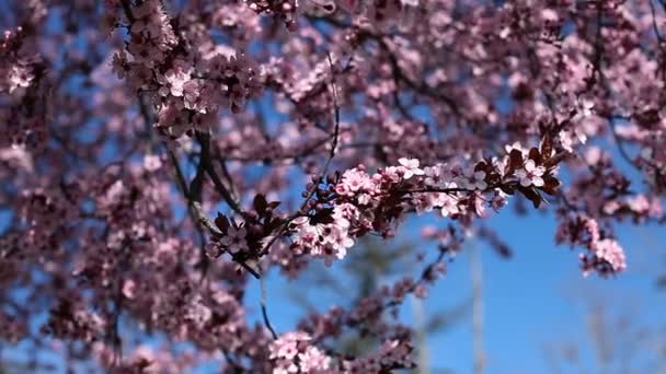 Las flores de los cerezos florecen en el día primaveral del jardín japonés — Vídeos de Stock