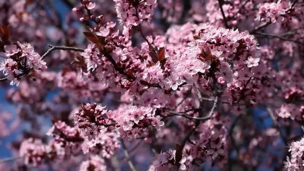 Japonya bahçesinden bir bahar gününde kiraz çiçekleri çiçek — Stok video