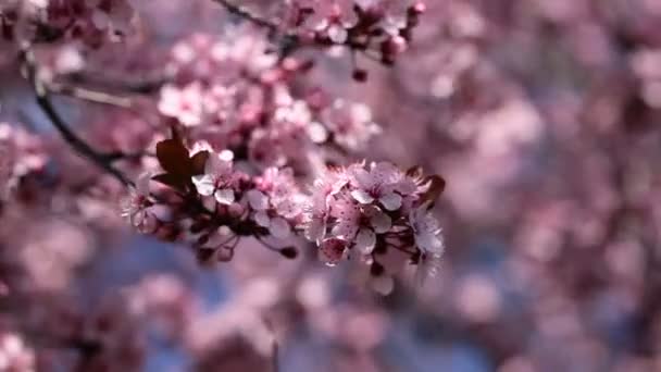 Flowers of the cherry blossoms on a spring day from japan garden — Stock Video