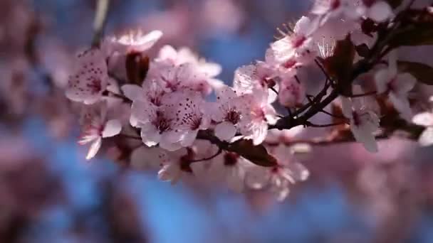 Fleurs des fleurs de cerisier sur un jour de printemps du jardin japonais — Video
